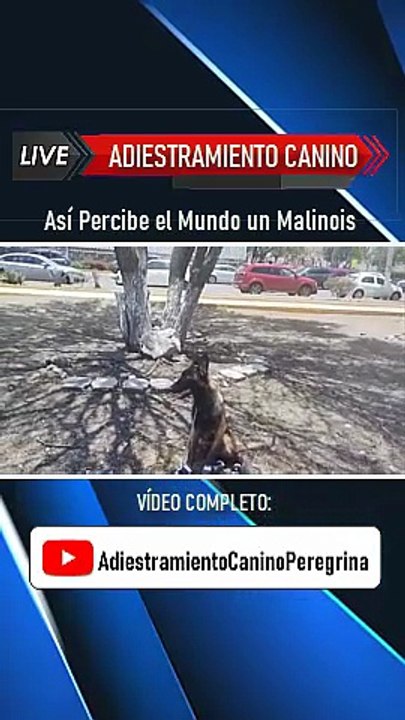Así Percibe el Mundo un Malinois