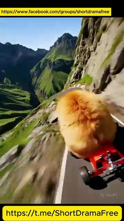 Substitute Bride For The Ceo ShortDrama