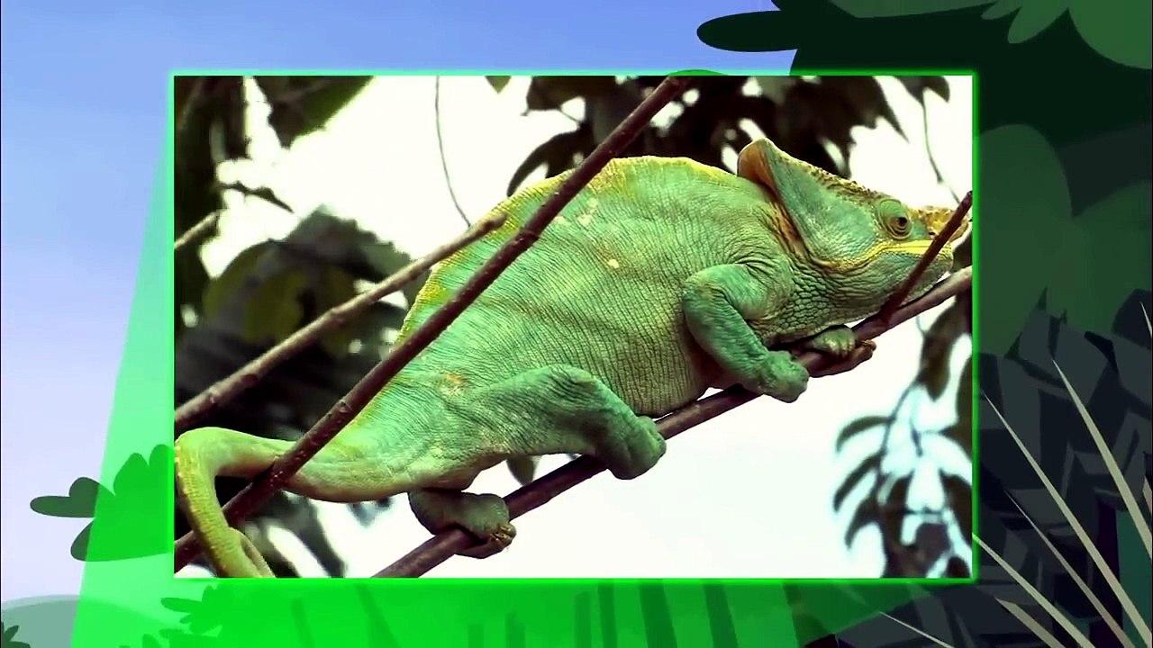 Wild Kratts - Chameleons Rule