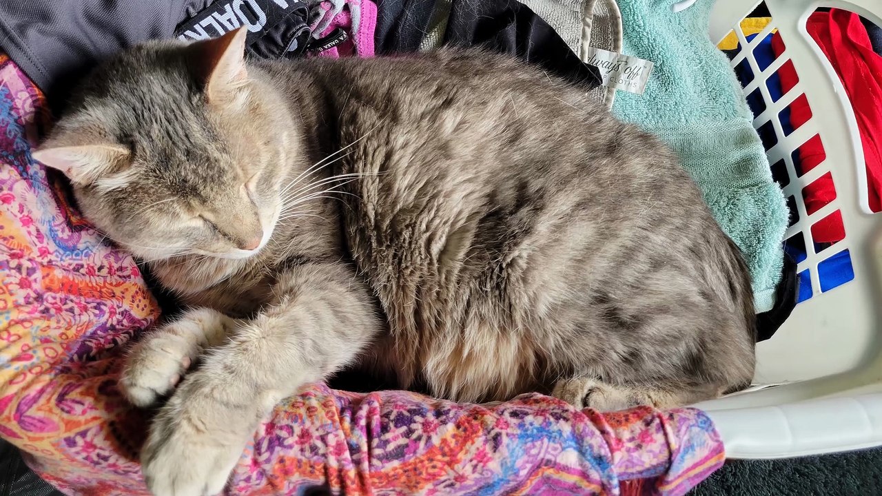This load of laundry ended up extra fluffy after drying. | #SparklegleamFarm #Cory #homestead #cat #catlovers #cute
