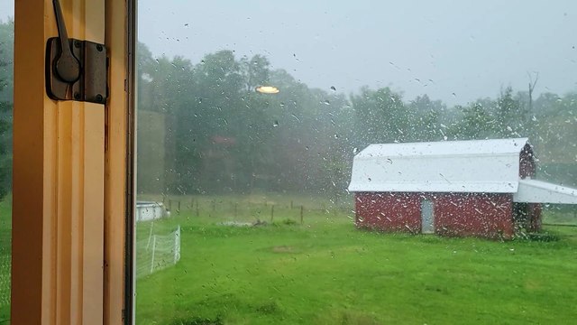 Strive to be as completely unperturbed as Lemongrab and Tooey standing in a thunder storm. | #SparklegleamFarm #Tooey #Lemongrab #farm #goose #farmanimals #UNACCEPTABLE #cute