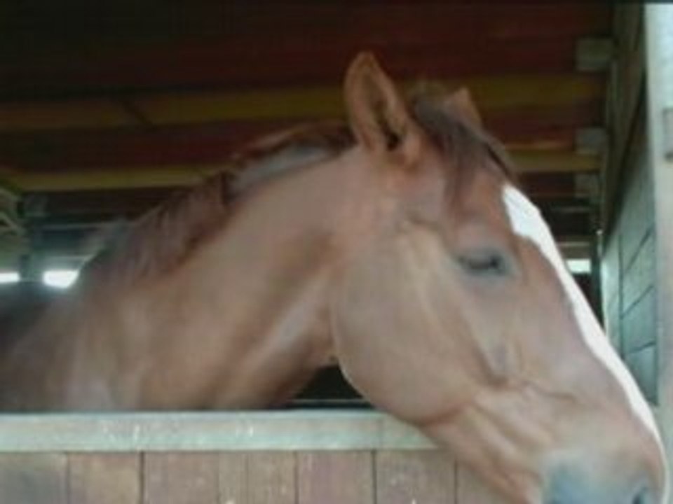 un cheval innoubliable !!!