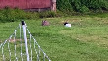 Sneakily spying on three different flavors of floof! | #SparklegleamFarm #Bunny #farm #rabbit #farmanimals #cute
