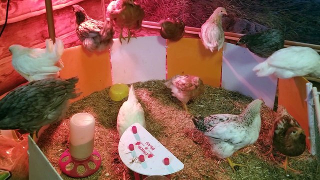 Be sure to get all your chicks in a row. We're still trying here. :) | #SparklegleamFarm #Chicken #farm #farmanimals #cute