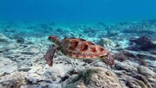 Sea turtle