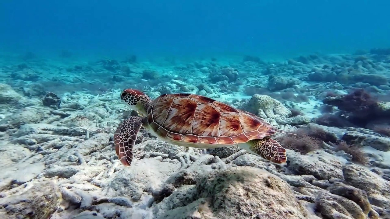 Sea turtle