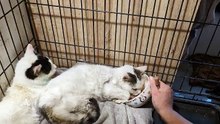 A big thank you to our supporters without whom we couldn't go on.  This poor cat is finally eating on her own, and this Royal Canine Mousse is a perfect food for cases like these. She's on antibiotics and GS and is doing better!