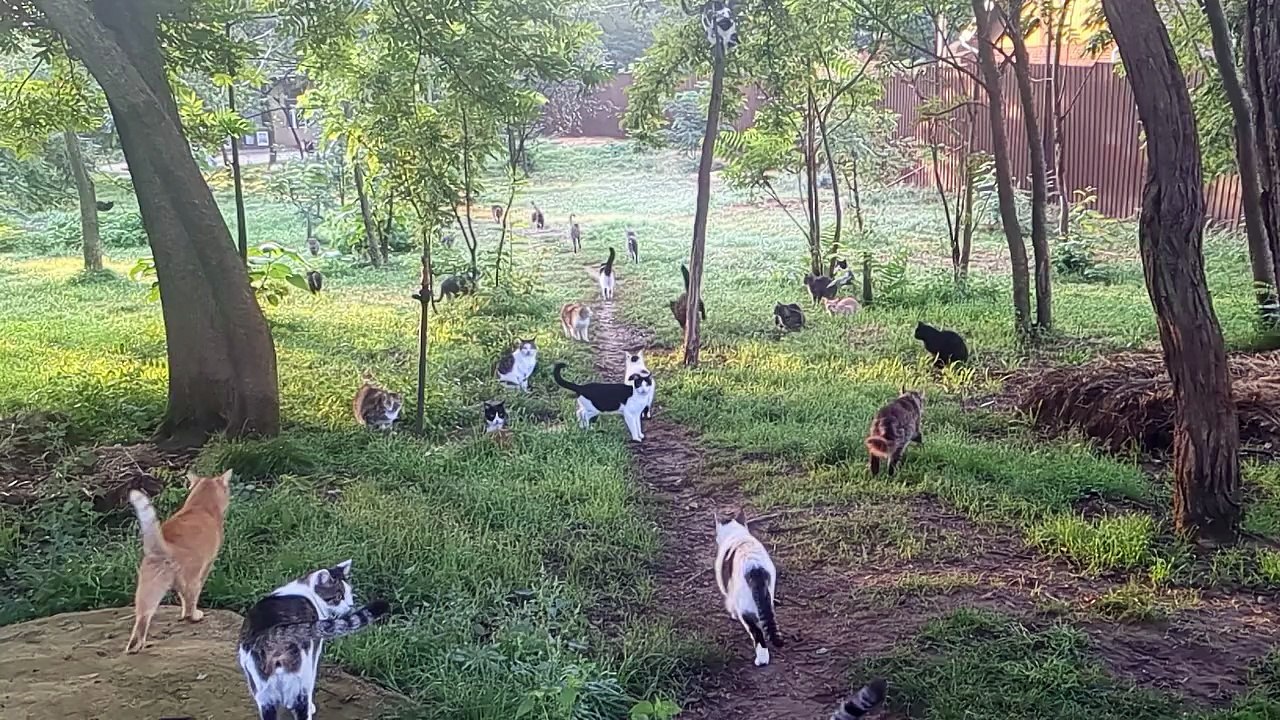 Any help would mean alot to them, mostly monthly support on Patreon is something we could rely on for food, vet bills etc etchttpswww.patreon.comromaniacatrescue.hd