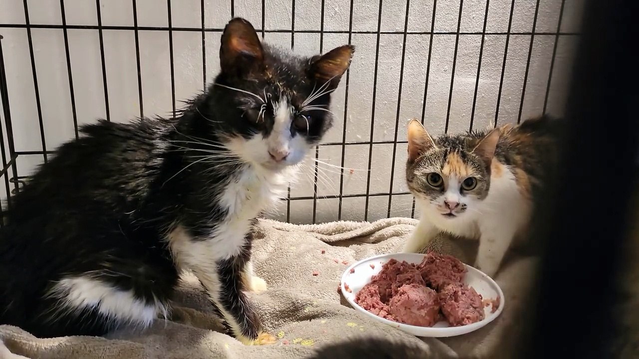 Cat Rescue (4)