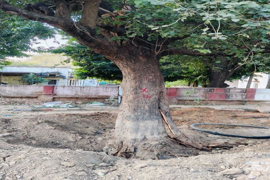 swm: विकास की आड़ में हरियाली पर वार: कटाई पर रोक लगाने की उठी मांग
