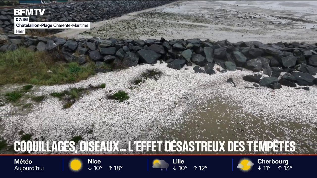 Érosion, échouages d'oiseaux... L'effet désastreux des tempêtes sur le littoral