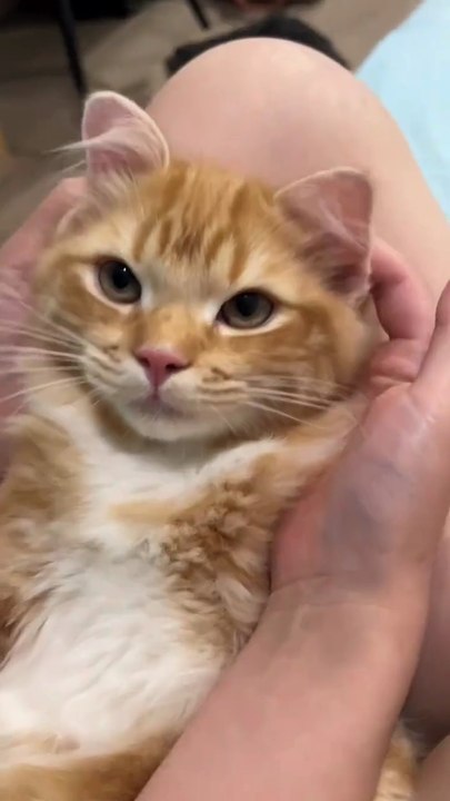 Funny cat videos 😺🐾Follow me please subscribe plz