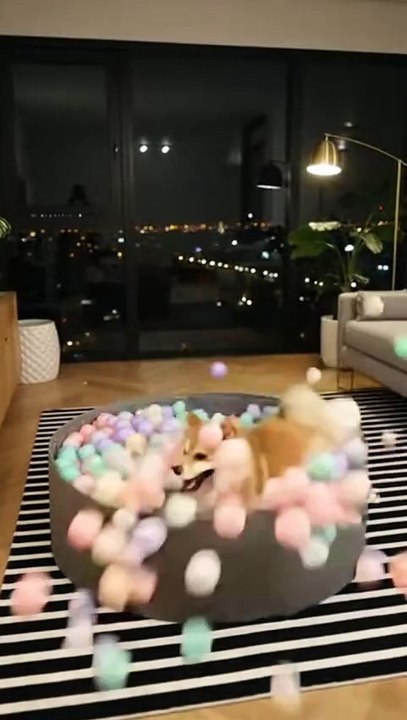 American Eskimo dog playing with balls #eskimo #kingdomofawais