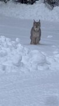 Canadian Lynx Sits Calmly in Snow