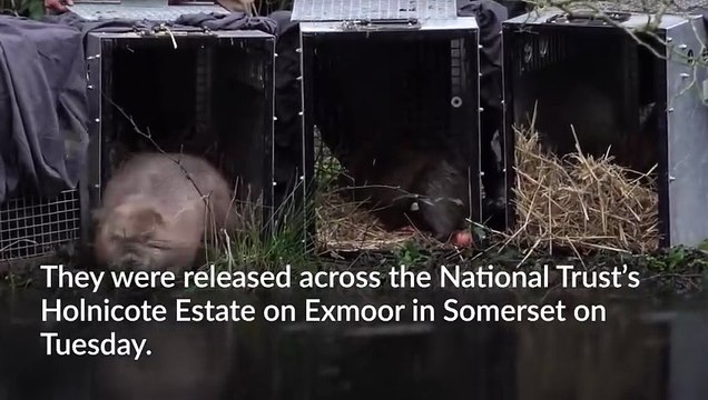 Beavers released at two sites in Somerset to help restore river and wetland