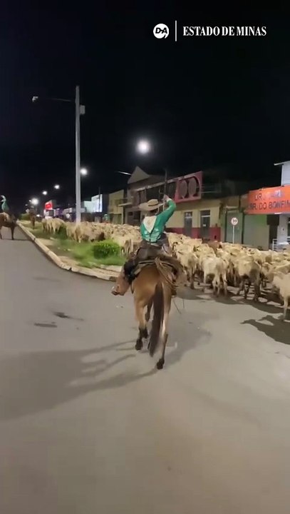Boiada atravessa cidade em goiás e viraliza na internet