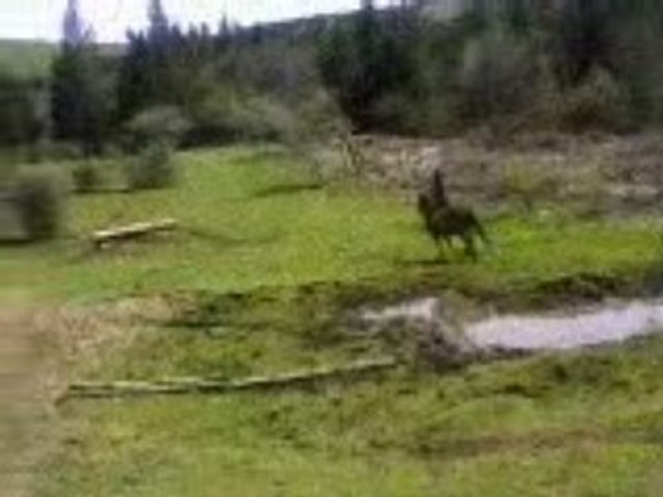 Koka & Moi cross