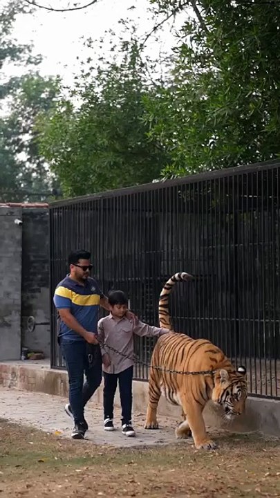 Fun with tiger