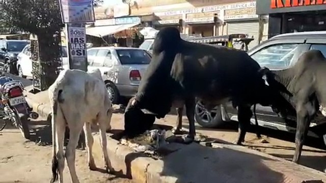 सडक़ें खाली कराने का दावा, हकीकत में गोवंशों का राज