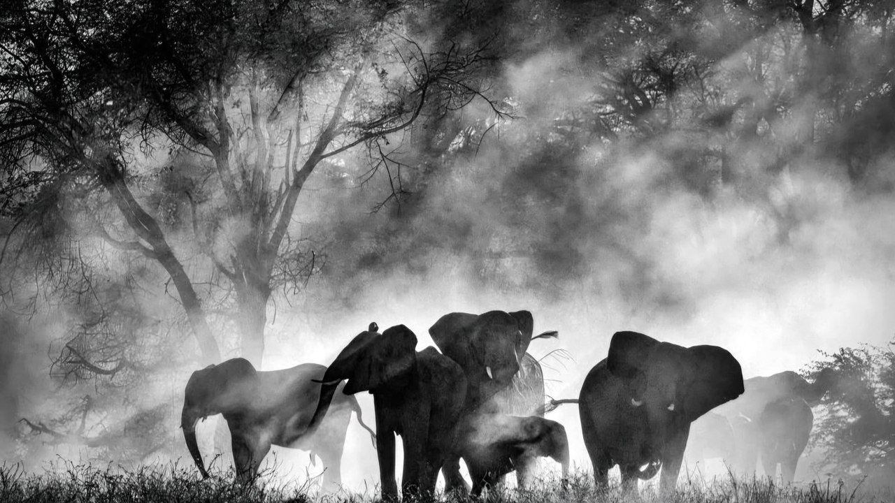 Ghost Elephants - Trailer (English) HD