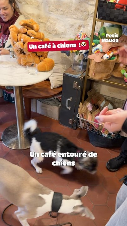 Un café à chiens à Paris 🐶☕️➡️ Allez découvrir tous nos articles sur [petitmauda.com](http://petitmauda.com/)©️ Crédit : @petitmauda🎁 Tous nos bons plans à retrouver en bio ! ❤️‍🔥👉🏻 Abonne-toi au Petit Mauda pour plus d’inspiration ! 🌳