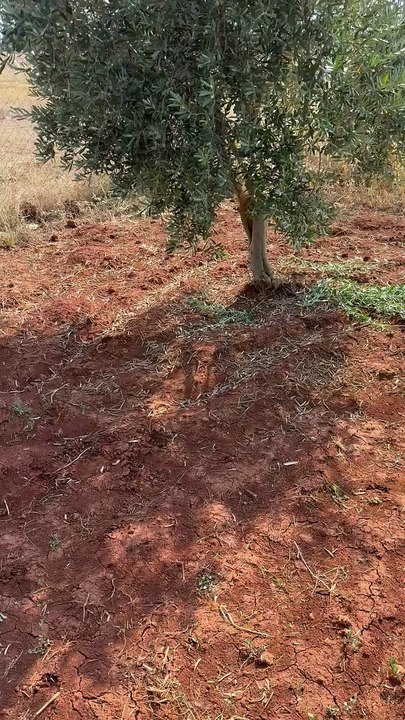 Mole burrows in the olive grove