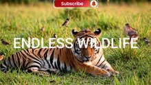 ENDLESS WILDLIFE