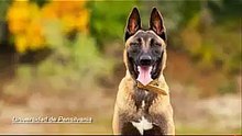 Errores al entrenar un Malinois