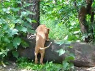 E Tal Sannat - 7,5 weeks, Tal Sannat's history