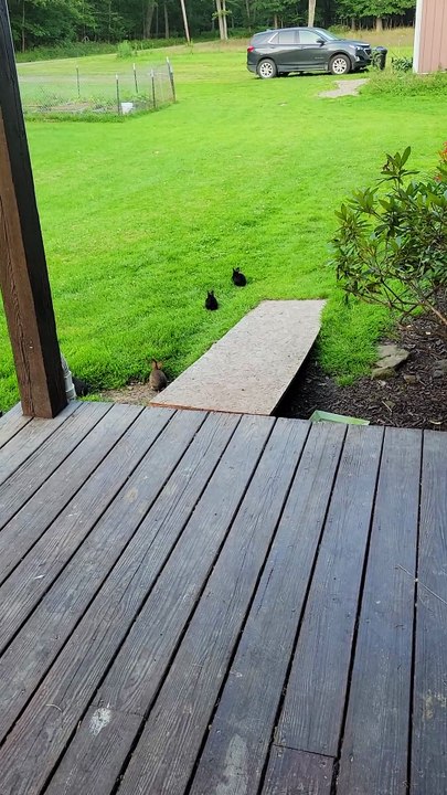 Lawnmower starting up in the distance made all the void floofs scatter. -.- | #SparklegleamFarm #Bunny #homestead #rabbit #farmanimals #cute