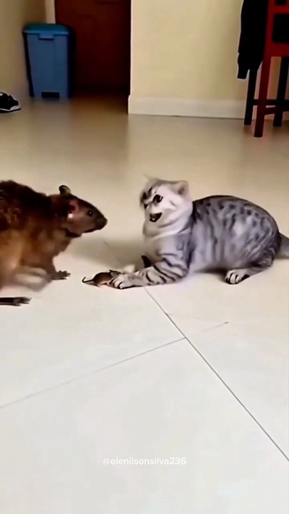 Hey cat, why are you scared of that mouse?