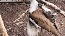Australian bustard