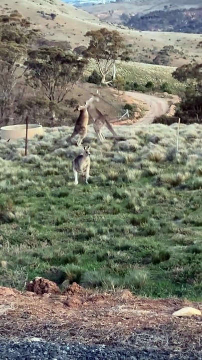 Australian kangaroo 🦘
