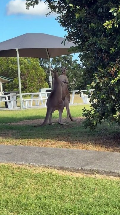 Australian kangaroos fighting