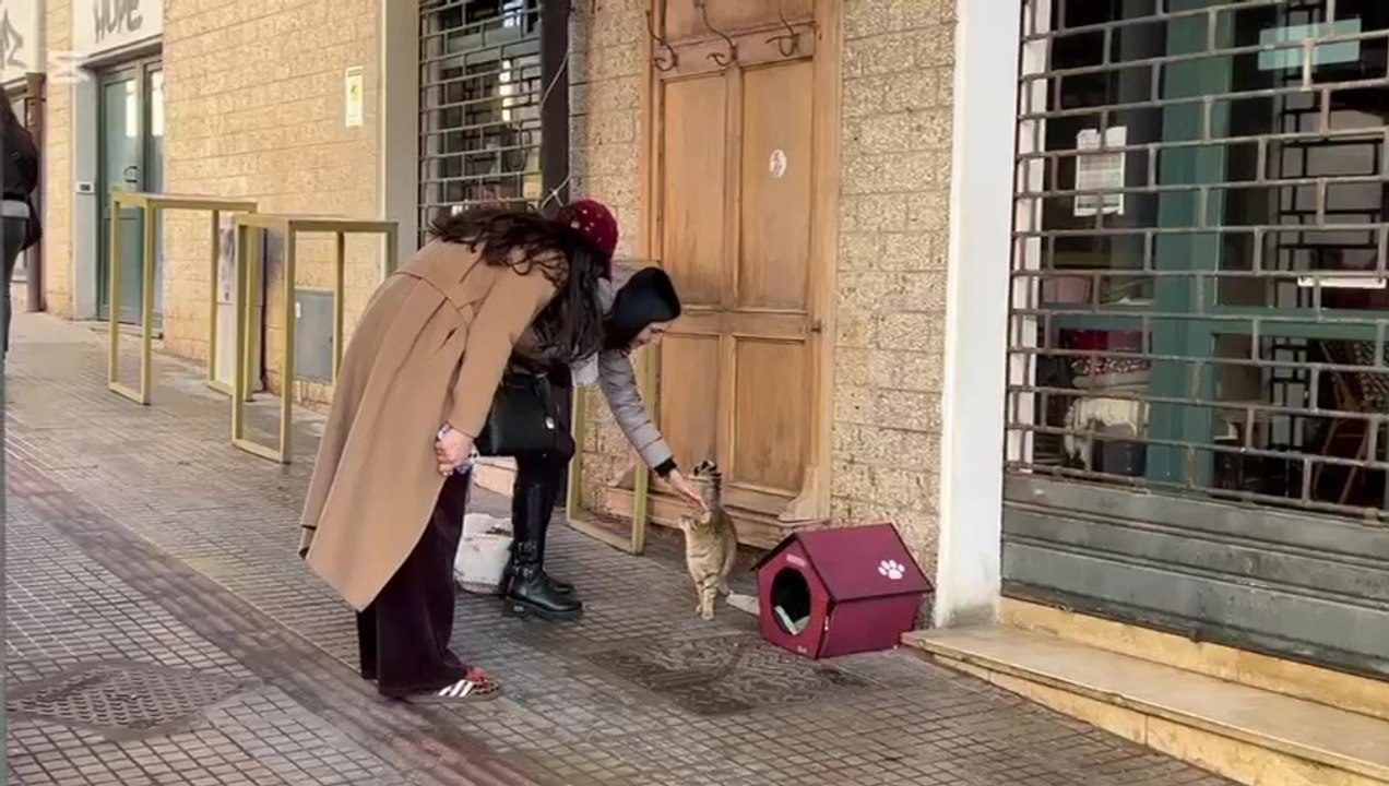 Sassari, la storia di Goldina: la gattina adottata da un intero quartiere