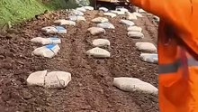 Soil stabilization with cement will be beneficial for many rural - YouTube