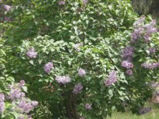 Baharda Kuşlar Gibi