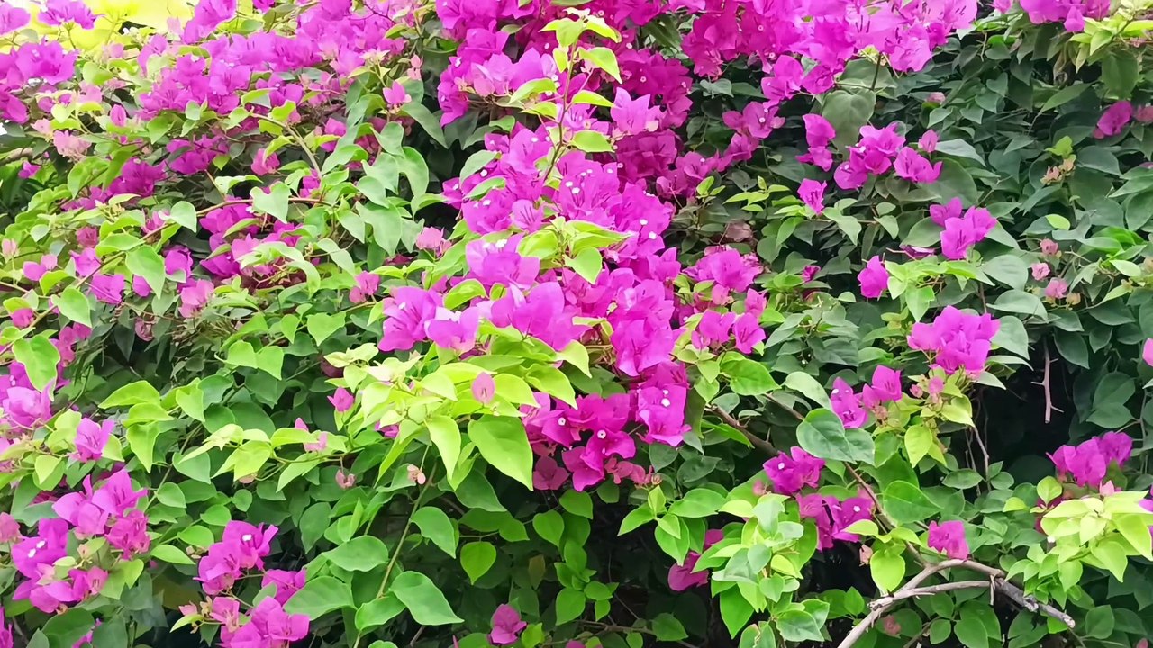 Mind relaxing video | mind relaxing blog video | flute music video | juhu beach park flute music