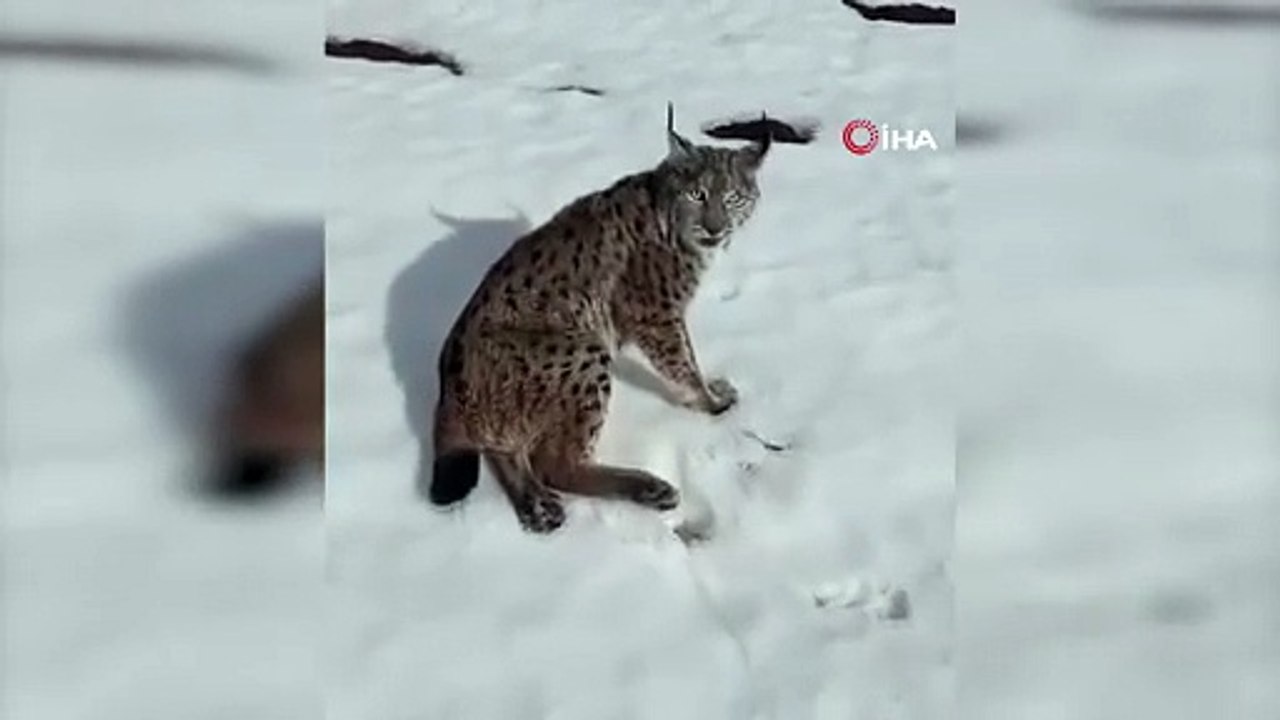 Yaralı vaşağa yardım eli: Tır şoföründen örnek davranış