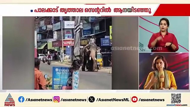നായ കുറുകെ ചാടി, വിരണ്ടോടി കൊമ്പനാന; സംഭവം പാലക്കാട് തൃത്താല സെന്ററിൽ