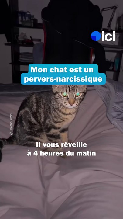 Votre chat est un pervers narcassique - les conseils du véto