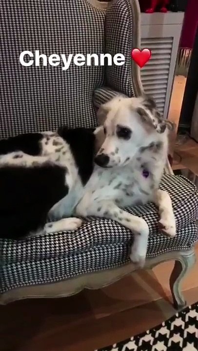 2017 – Johnny Hallyday – Johnny et sa chienne Cheyenne (17 septembre)