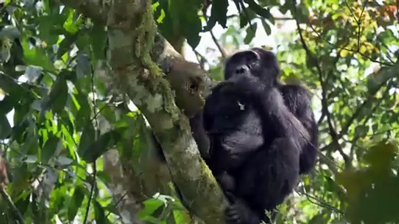 The_Savannah_Challenge__Herbivores_and_Carnivores(720p)