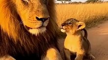 Baby lion roars at dad