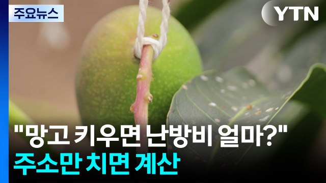 [녹색] 망고 키우면 난방비 얼마? ...농가 주소로 난방에너지 예측 / YTN