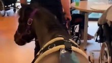 Un poney en visite à l'hôpital