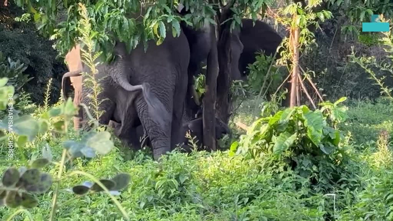 Elephant Mum Leads Herd Into Incredible Tree-breaking Calf Rescue