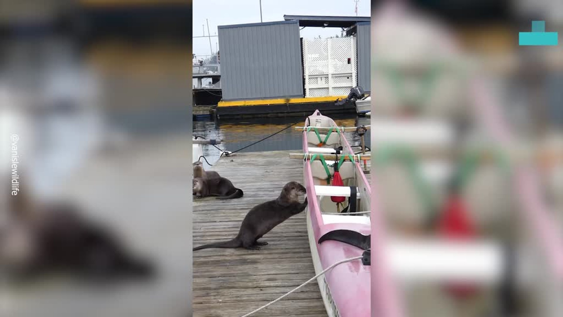 ⁣River Otters Caught in the Act Causing Chaos on a Boat