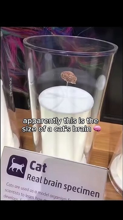 boba brain 🧠😂 #cat