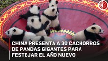Muestran 30 cachorros de pandas gigantes por el Año Nuevo chino
